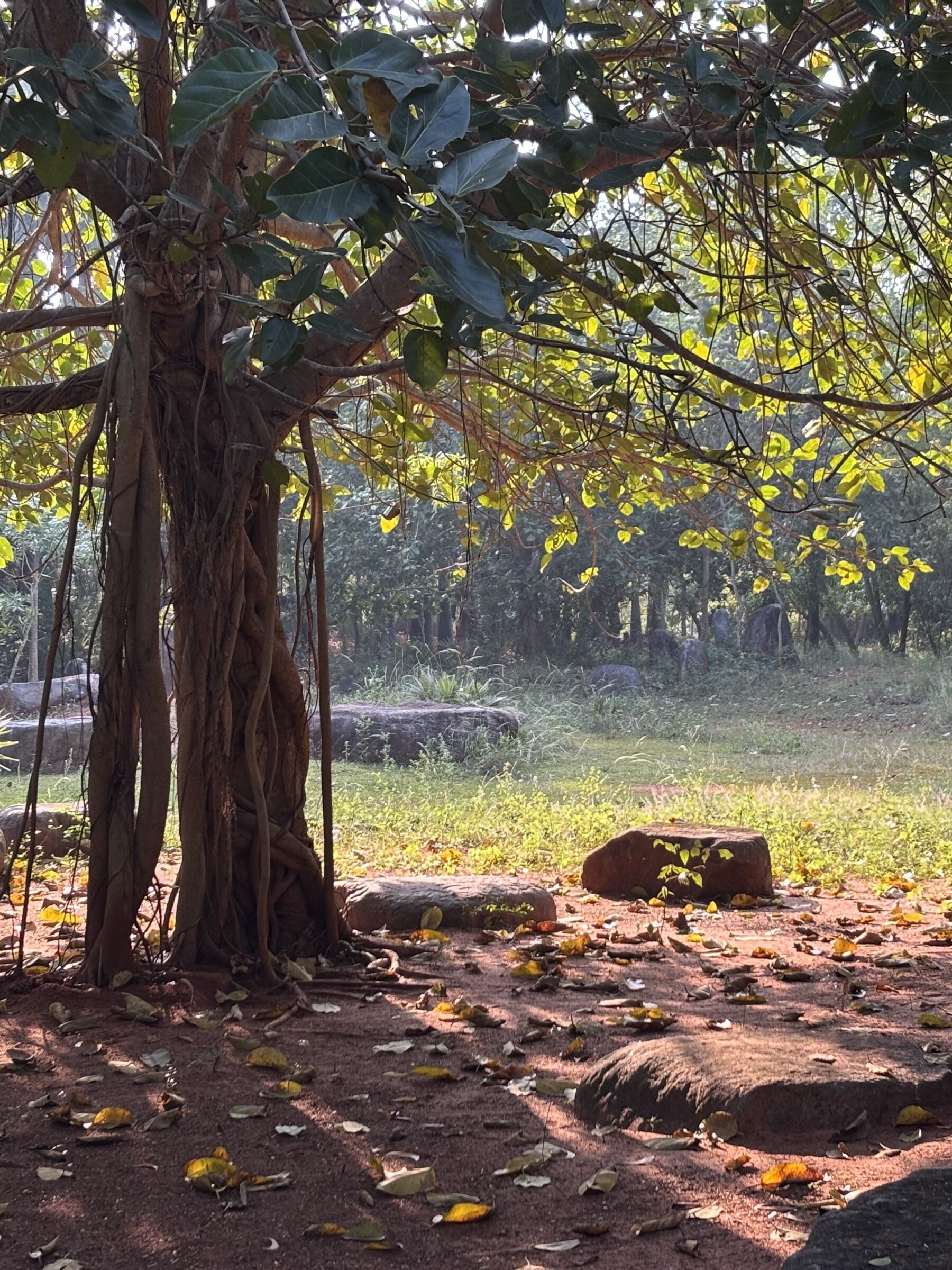 Arbre banyan