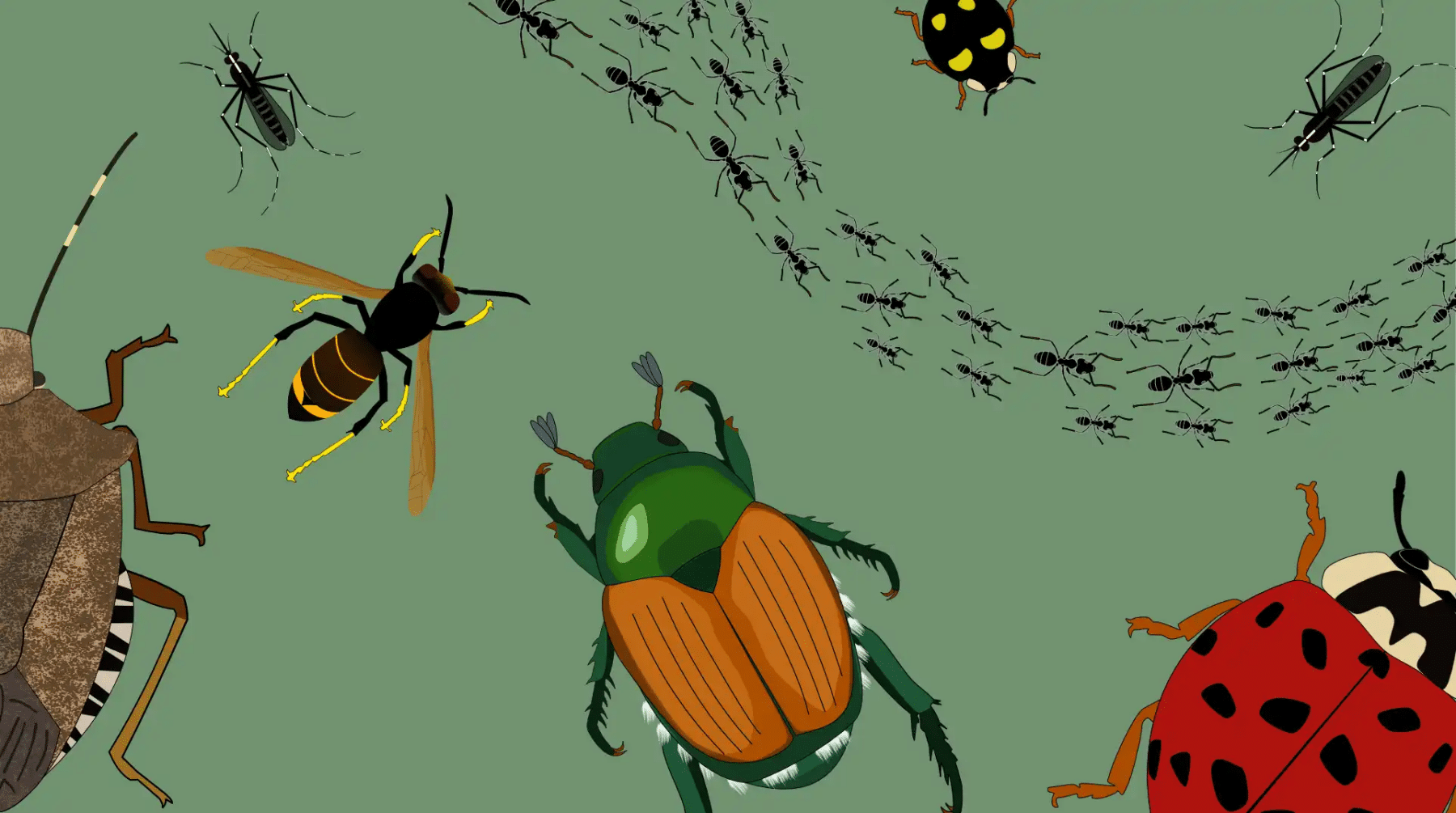 Dessin de divers insectes exotiques envahissants