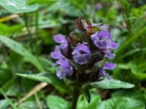 photo d'une Brunelle commune